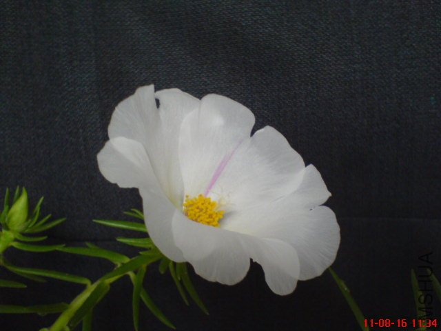 DSC02604.JPG