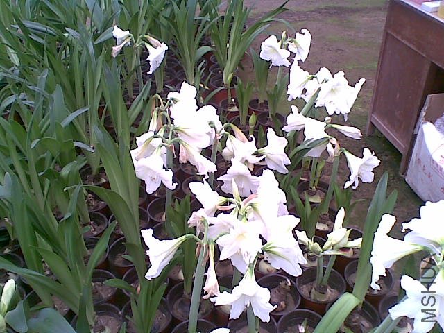 20110817.jpg