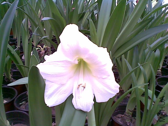 20110817_005.jpg