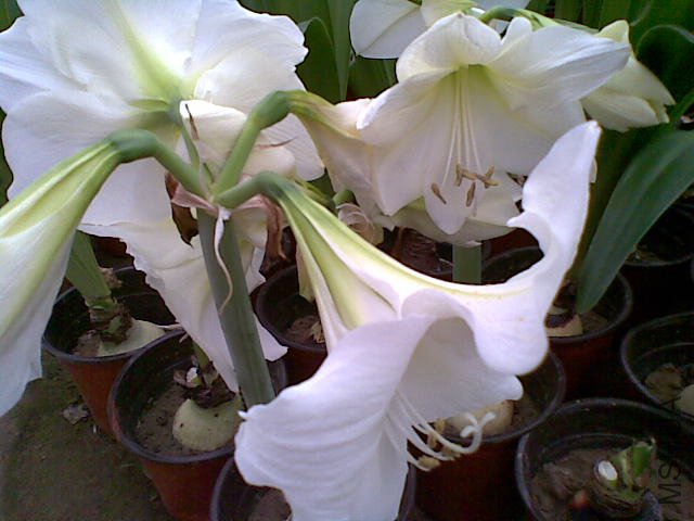 20110817_006.jpg