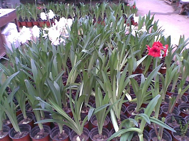 20110817_008.jpg