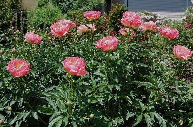 Pink Hawaiian coral.JPG