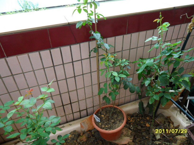 SAM_0855.JPG