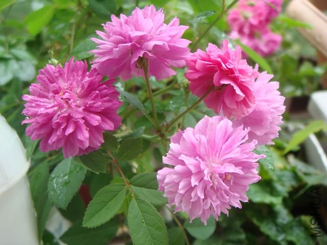 DSC01256A.jpg