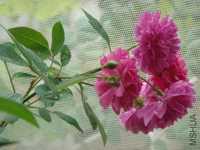 DSC01262A.jpg