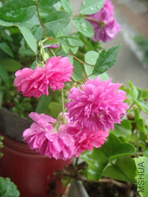 DSC01258A.jpg