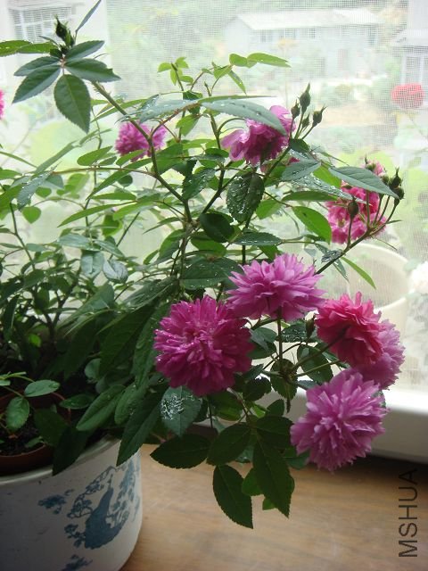 DSC01261A.jpg
