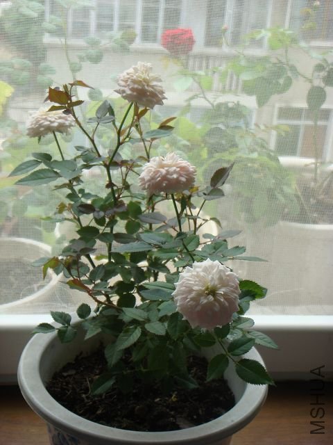 DSC01259A.jpg