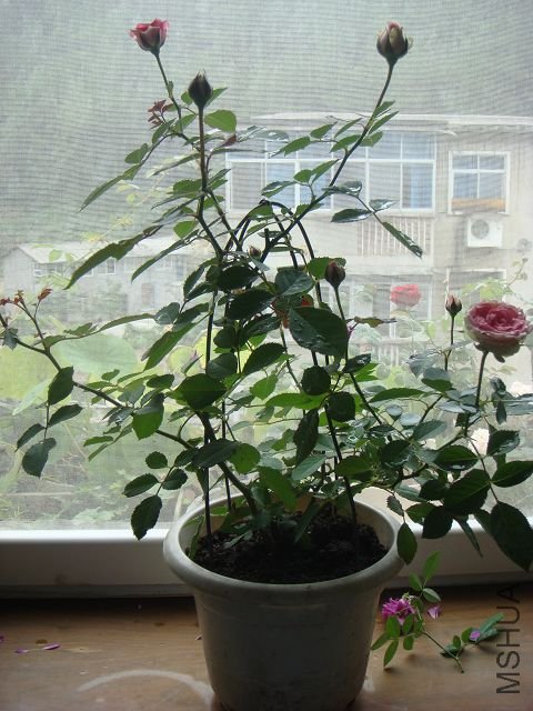 DSC01264A.jpg