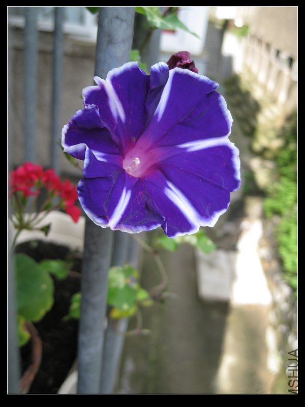 2011��7�� 033.jpg