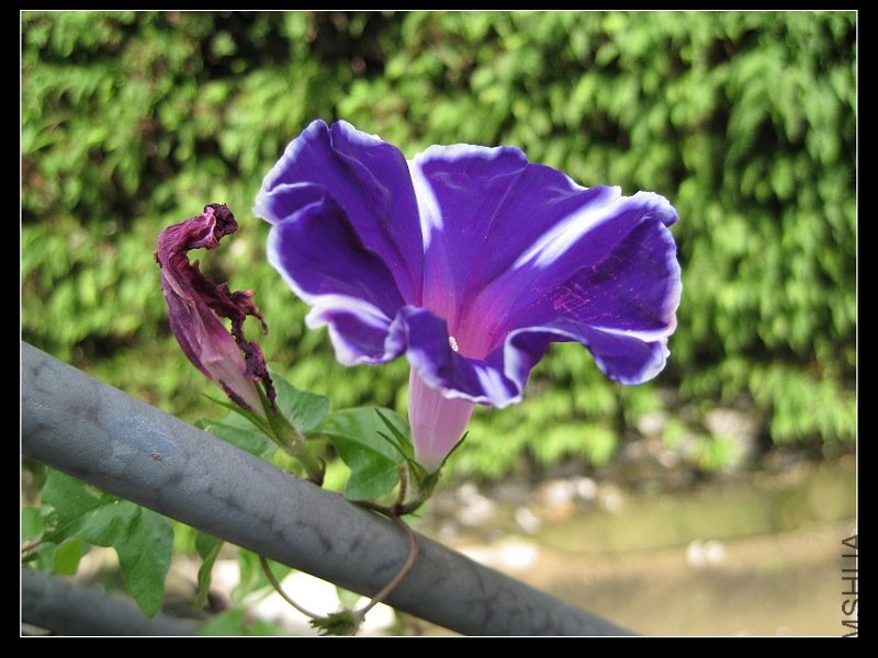 2011��7�� 034.jpg