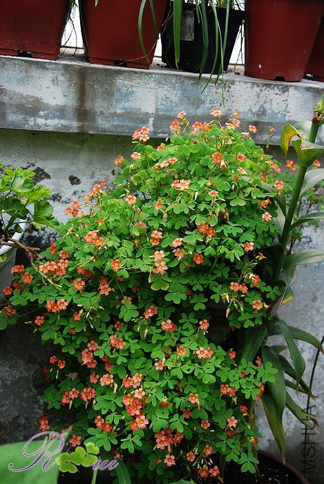 DSC_3812.jpg