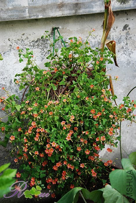 DSC_3835.jpg
