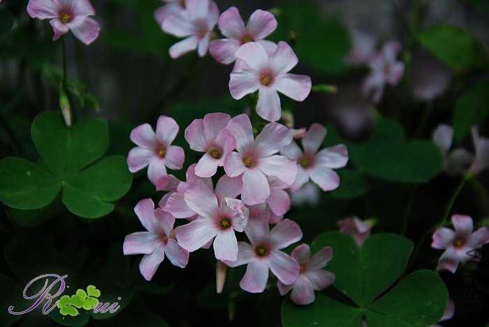 DSC_3809.jpg