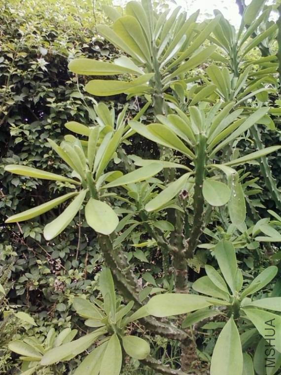 ������С SPM_A0222.jpg