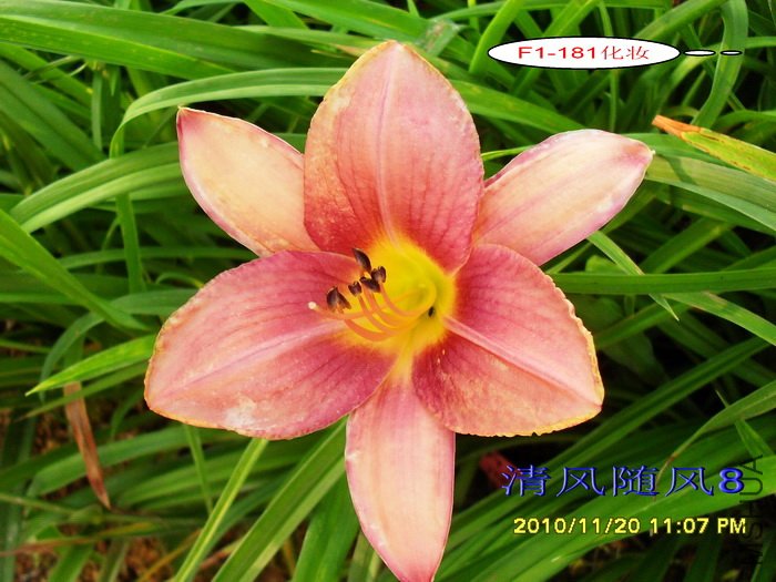 F1-181��ױ (1).jpg