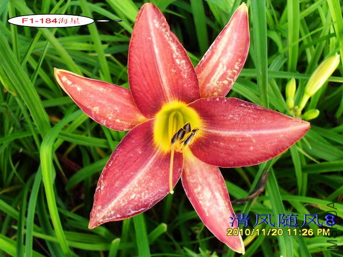 F1-184���� (1).jpg