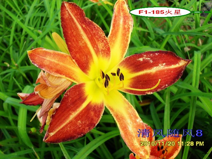 F1-185���� (1).jpg