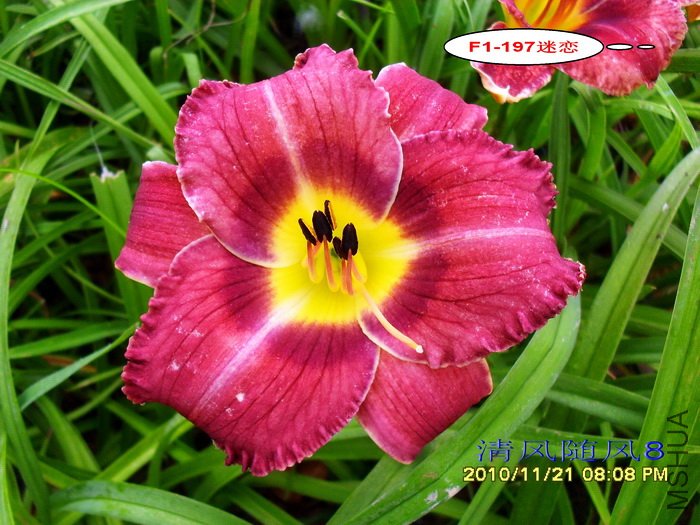 F1-197���� (2).jpg