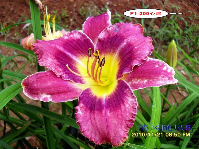 F1-200��Ը (2).jpg