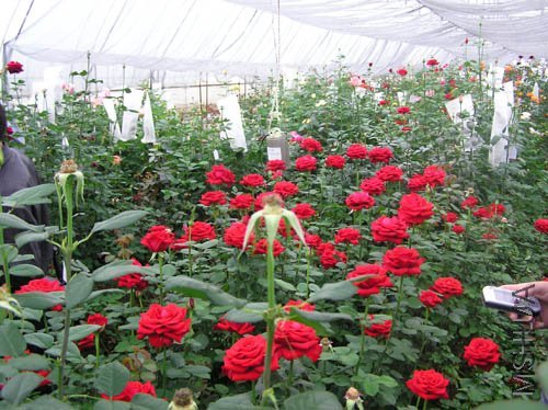 P2280255_small.jpg