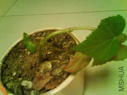 ������С DSC01334.JPG