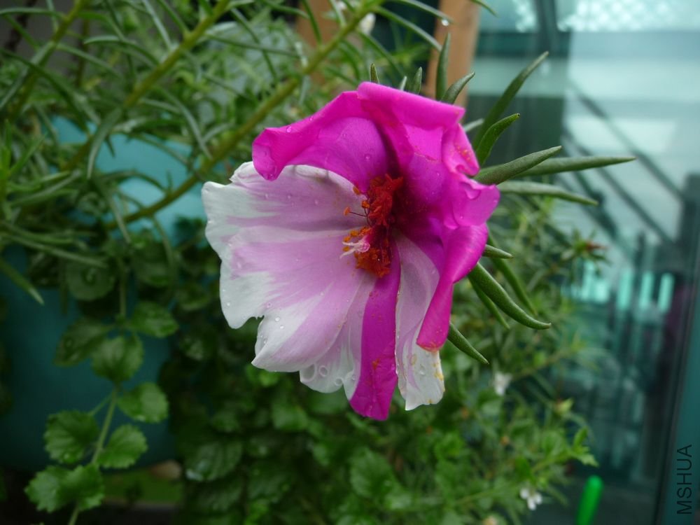 P1200152 - ����.JPG