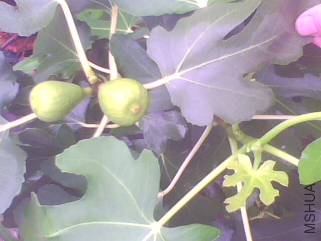 IMG1100A.jpg