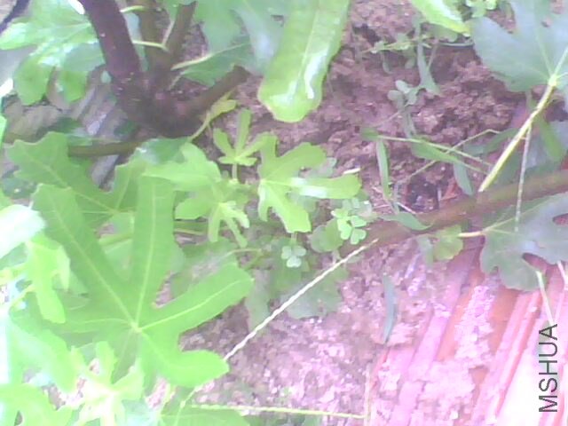 IMG1102A.jpg