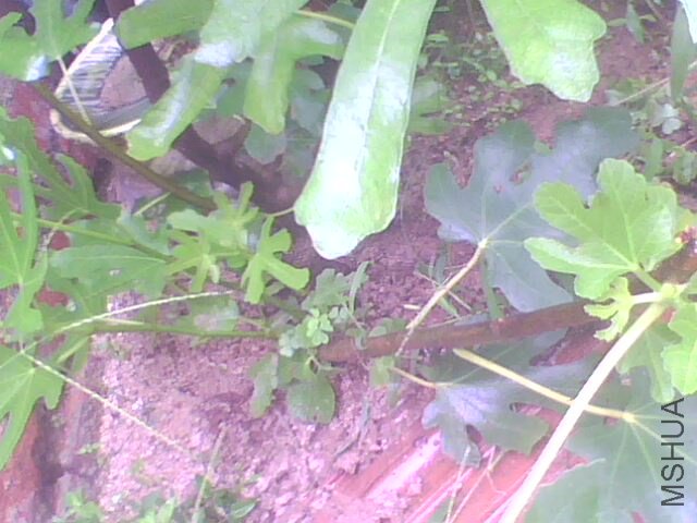 IMG1103A.jpg