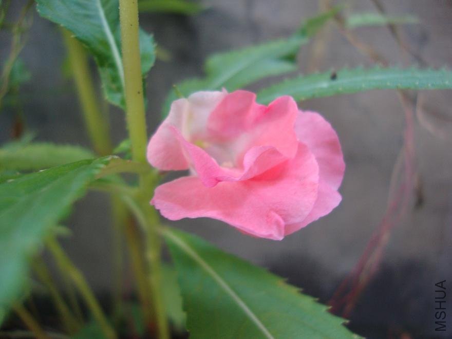 DSC01887.JPG