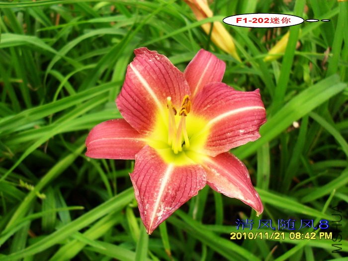 F1-202���� (1).jpg