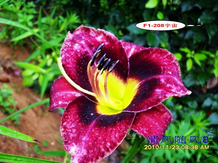 F1-208���� (4).jpg