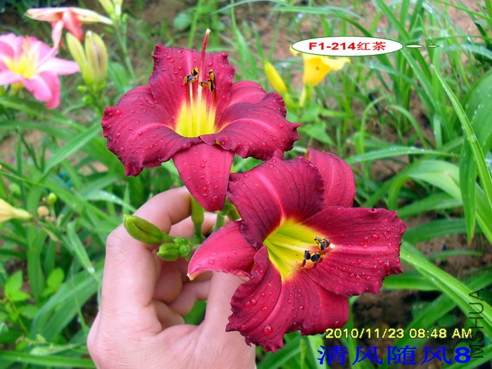 F1-214��� (1).jpg