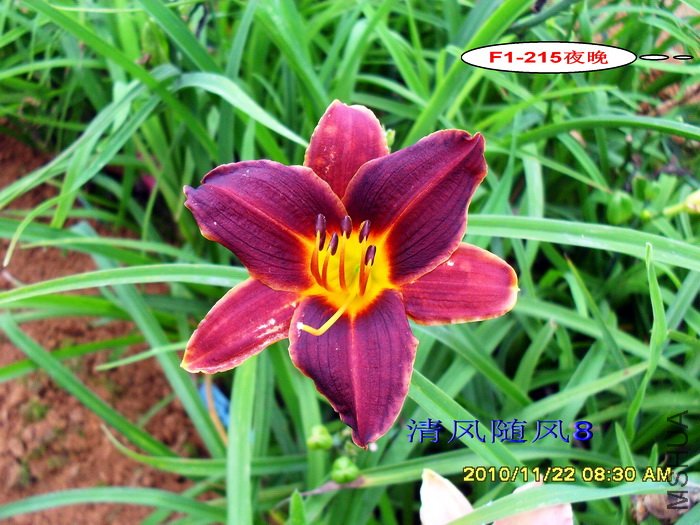 F1-215ҹ�� (2).jpg