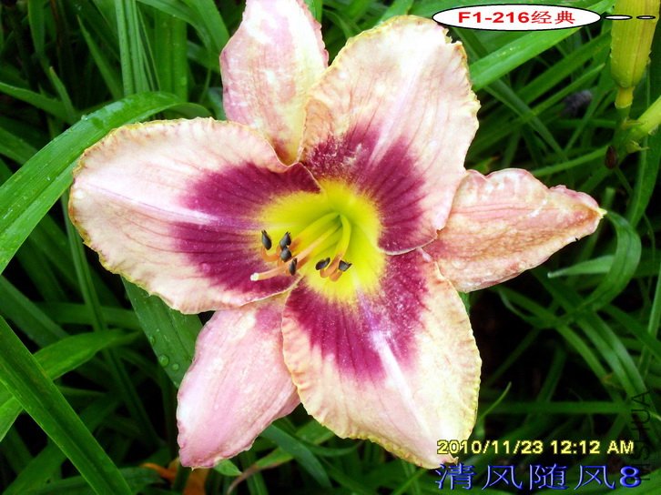 F1-216���� (2).jpg