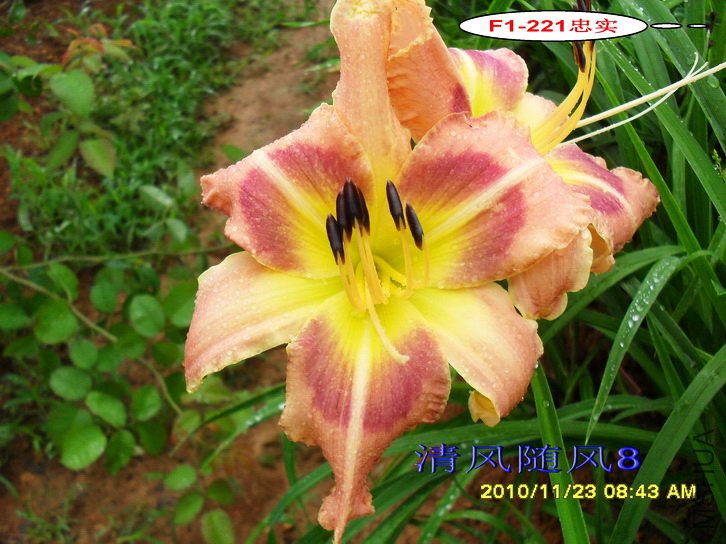 F1-221��ʵ (1).jpg