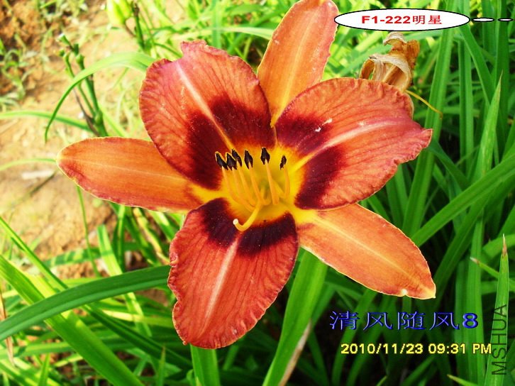 F1-222���� (1).jpg