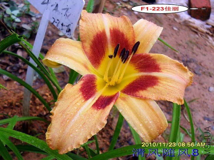 F1-223���� (2).jpg