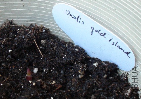 ����-gold island.jpg