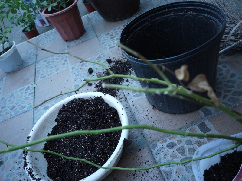conew_p1000742.jpg