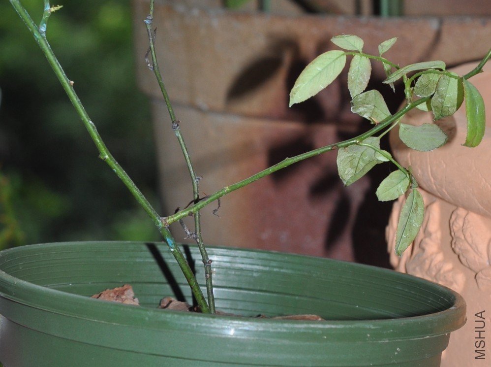 ����������پ���ĵ����졣�ѵ�̫Ũ�ˣ�