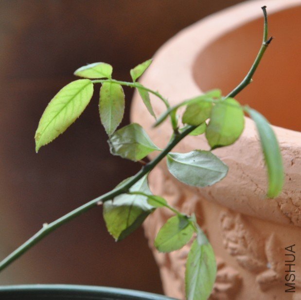 ǰ�컹�Ǻ�ˮ�����̵ġ�