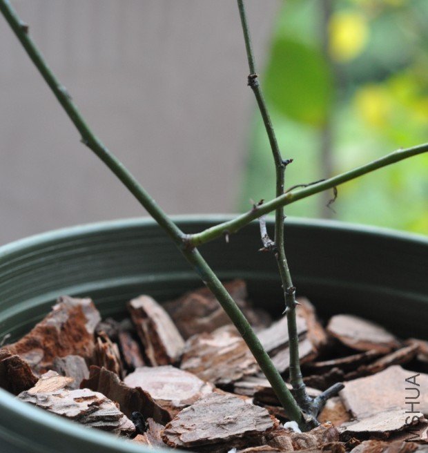 ��֪��Ϊʲô��