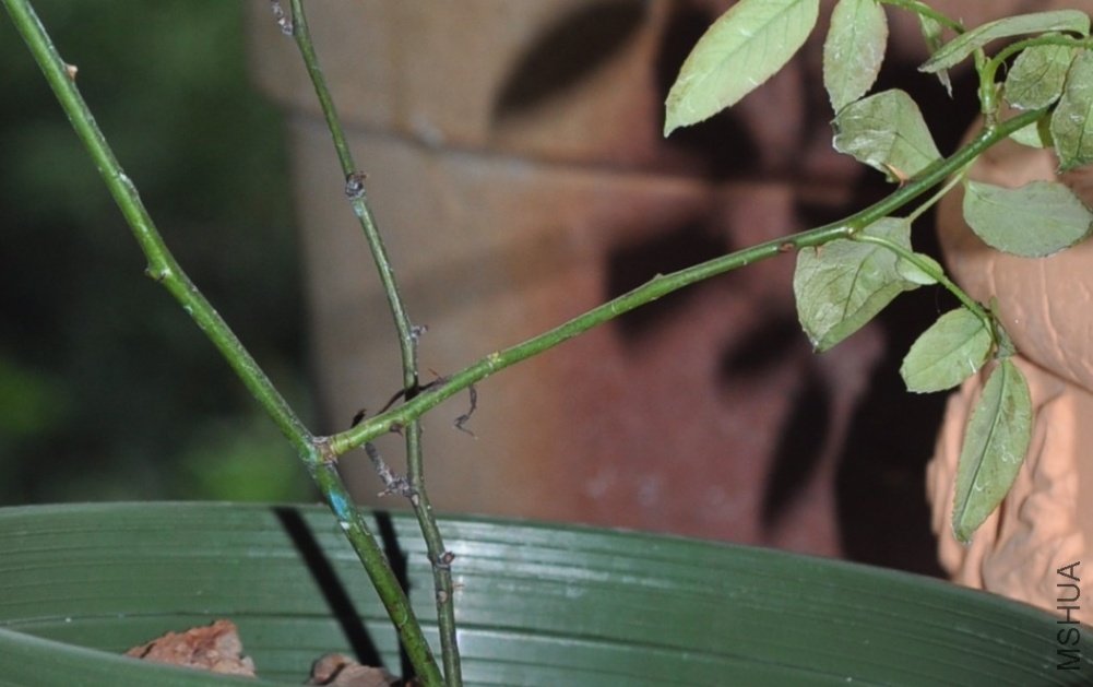 Ҷ���ϰ�ɫ������پ���ĺۼ�