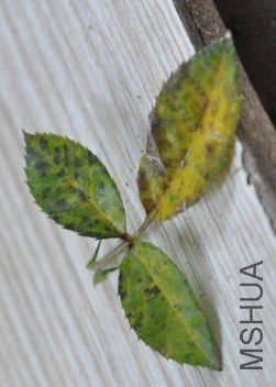 �����ժ������Ҷ��