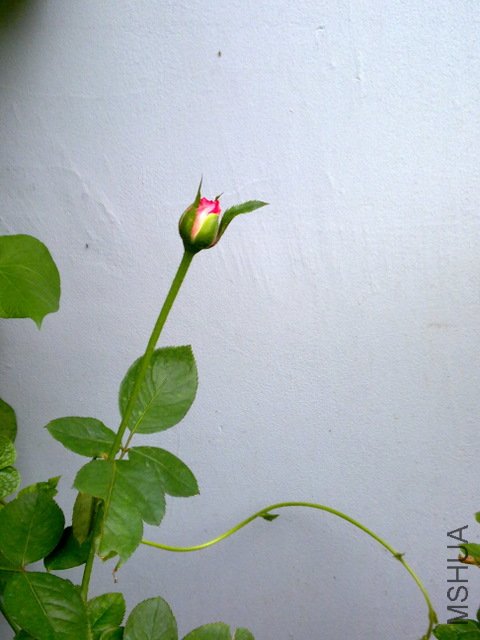 201108211781.jpg