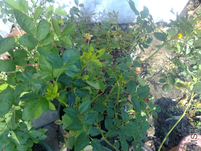201108101727.jpg