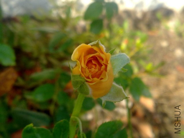 201108101729.jpg