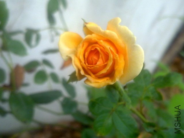 201108111731.jpg